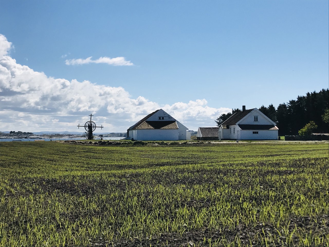 Kvite hus på Vistnestunet bak ein åker med nyspira korn