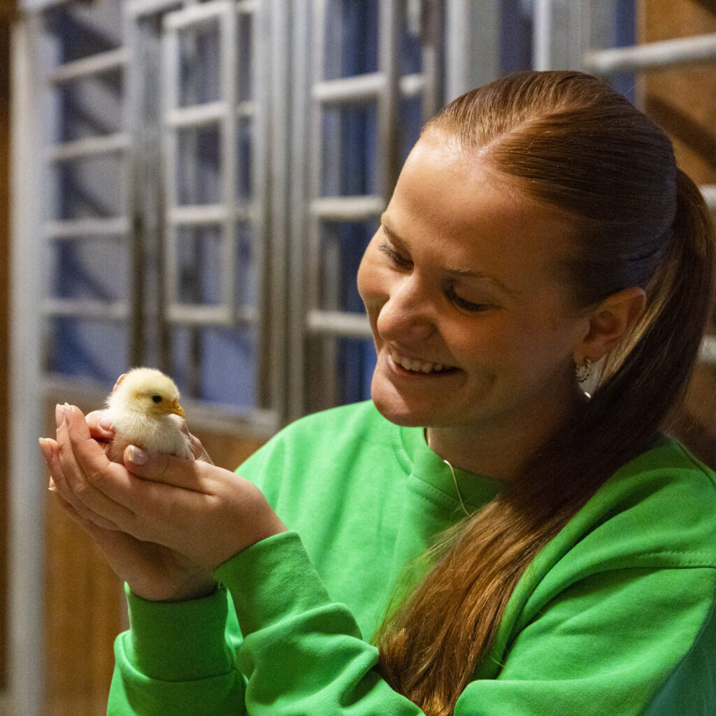 Museum worker shows and cuddles a tiny chicken baby at Vitengarden in Nærbø